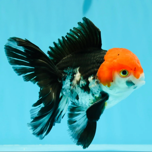 Tri Color Rose Tail Oranda Goldfish
