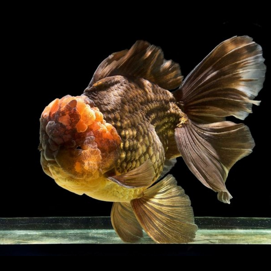 Apache Rose Tail Giant Oranda Goldfish