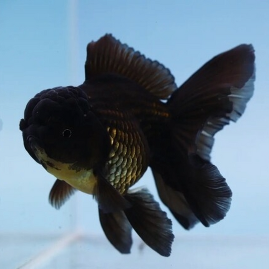 Z Black Butterfly Tail Oranda Goldfish