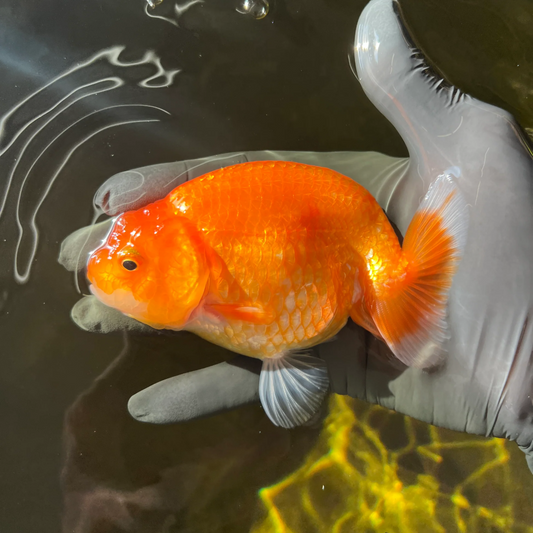 Red Ranchu High Back Goldfish