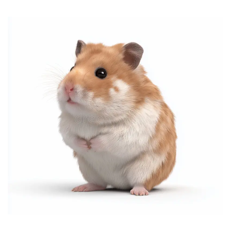 Syrian Hamster Small Pet's Online Shopping
