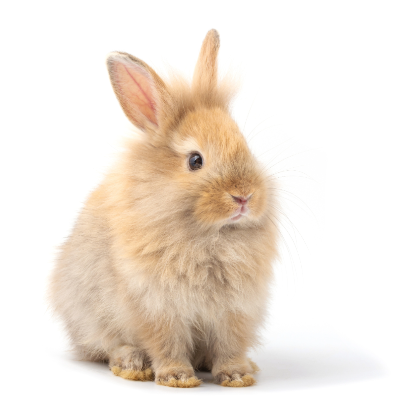Rabbit Small Pet's Online Shopping