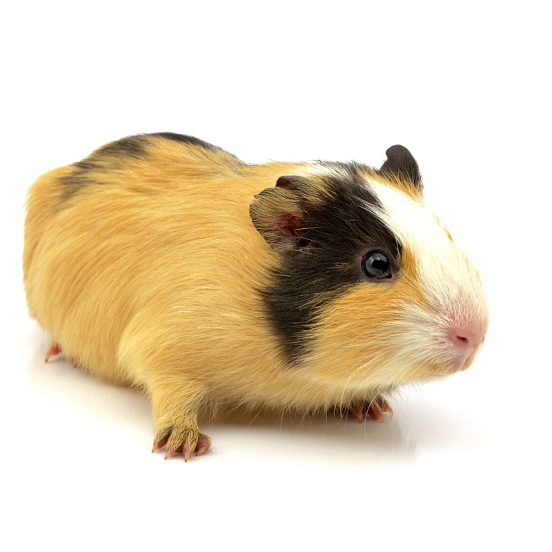 Guinea Pig