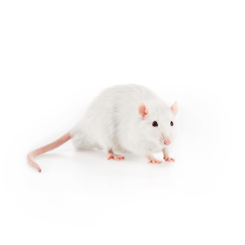 Rat