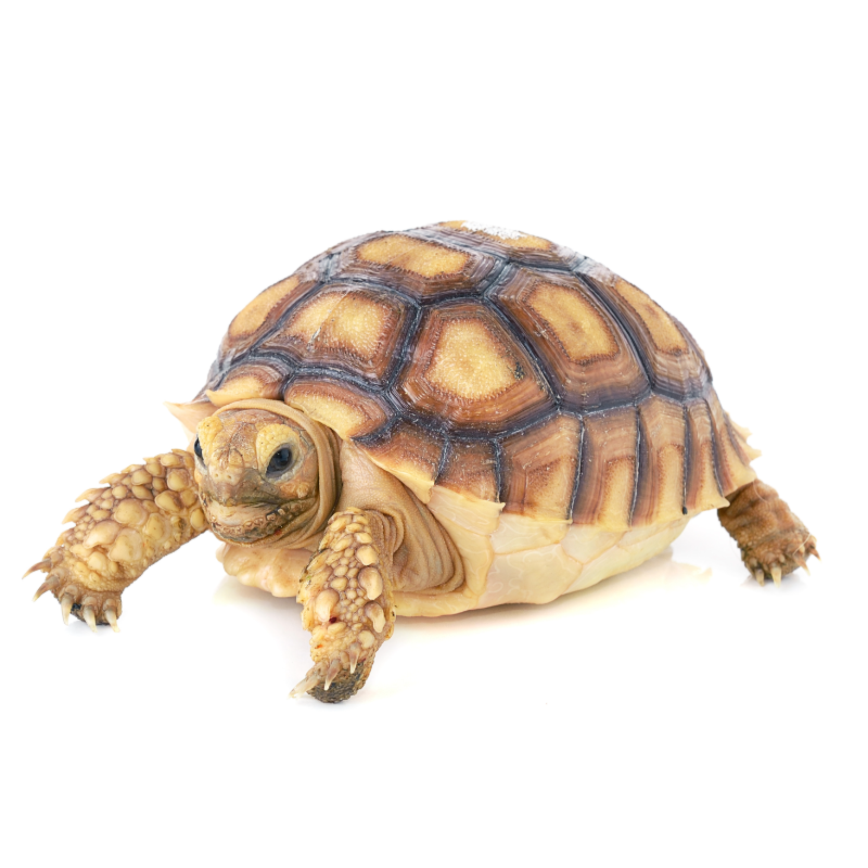 Turtles