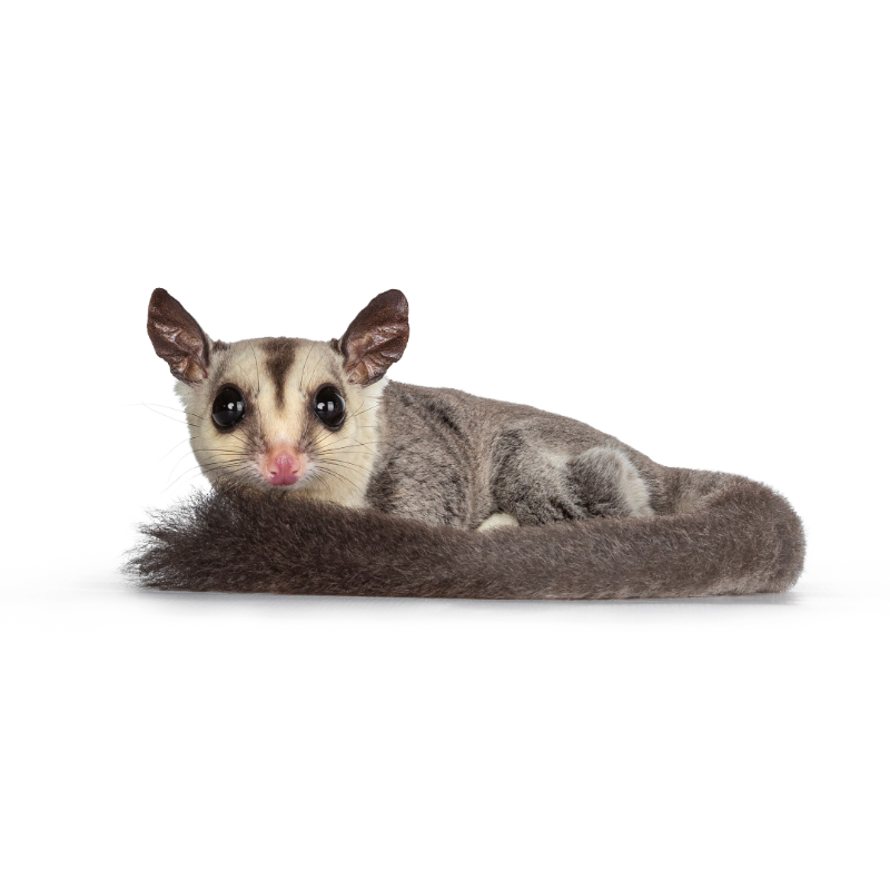 Sugar Glider