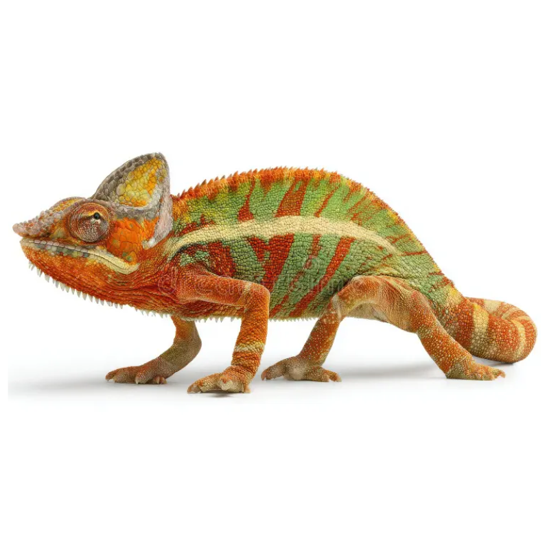 Reptiles