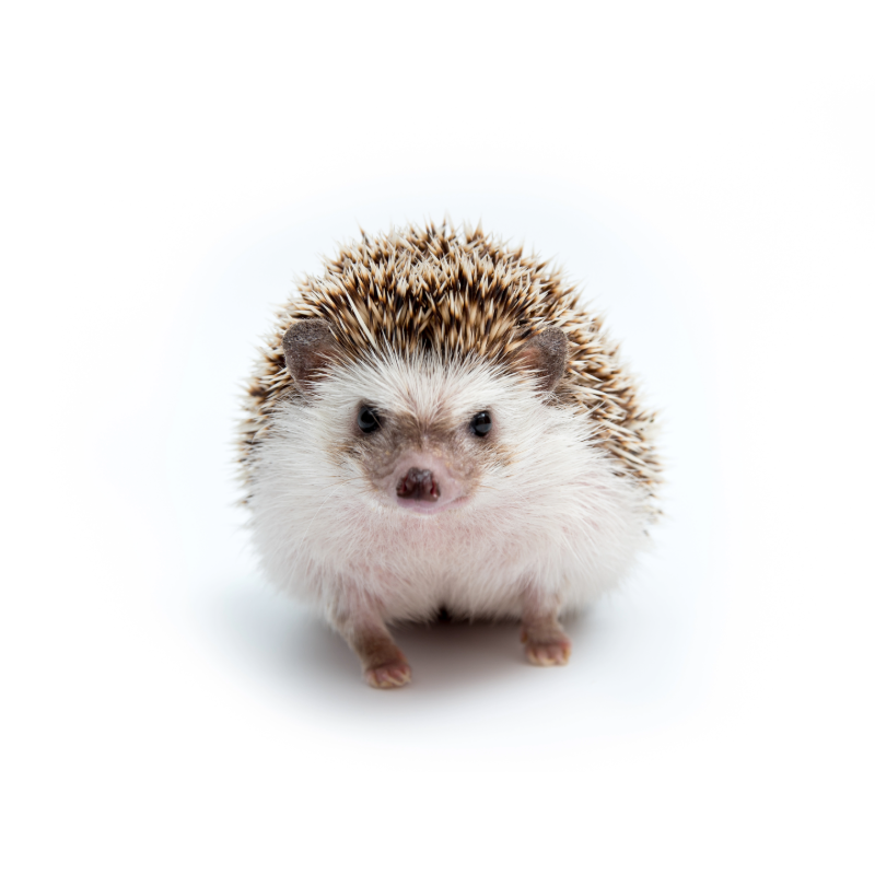 Hedgehog