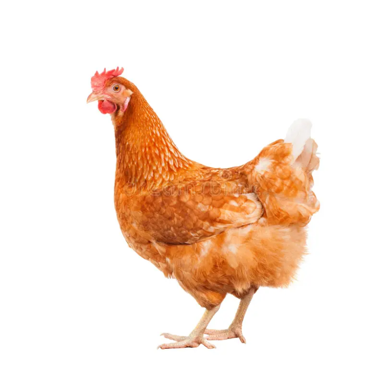 Farm Animals