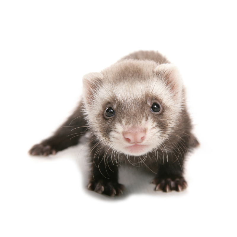 Ferret