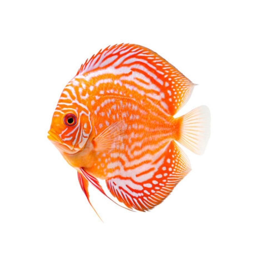 Discus Buy Live Fish Online