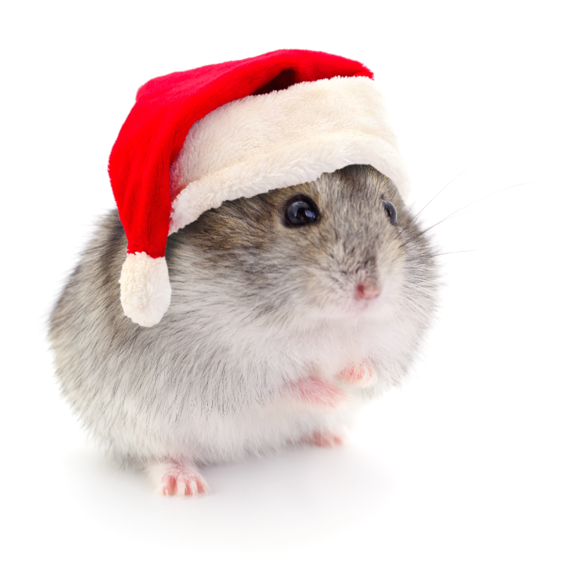 Hamster Small Pet's Online Shopping