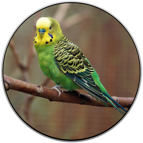 Parakeet Birds Online Shopping
