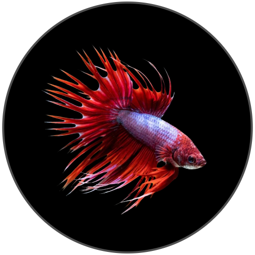 Betta online aquarium fish