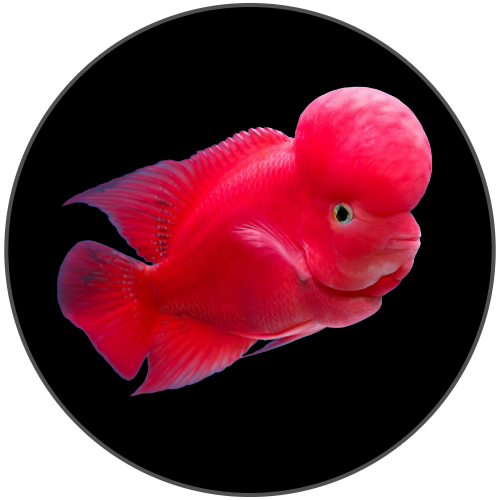 Flowerhorn online aquarium fish