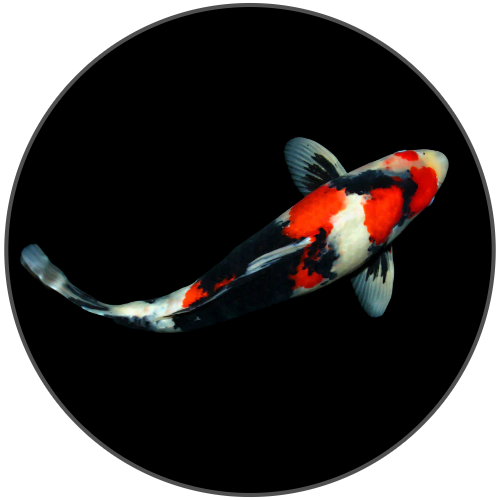 Pond Fish