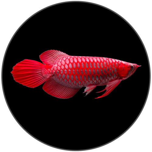 Arowana online aquarium fish