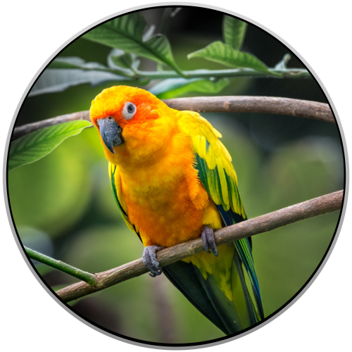 Sun Conure Birds Online Shopping