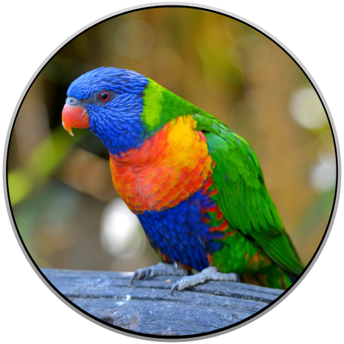 Parrot Birds Online Shopping