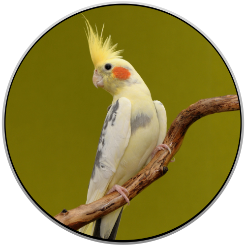 Cockatiel Birds Online Shopping