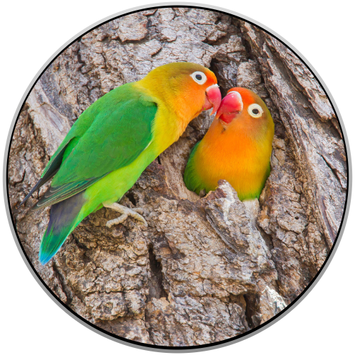 Yellow Fischer Lovebirds Online Shopping
