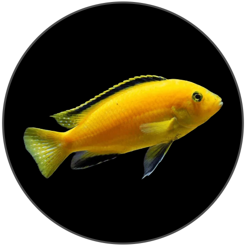 Cichlid online aquarium fish