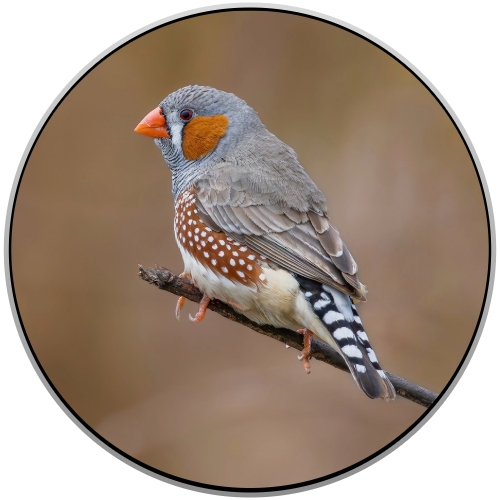 Zebra Finch Birds Online Shopping