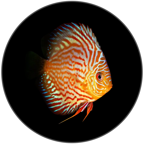 Discus online aquarium fish