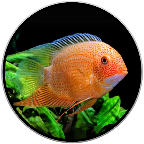 Severum online aquarium fish