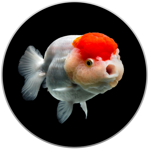 Online Aquarium Goldfish Ranchu 
