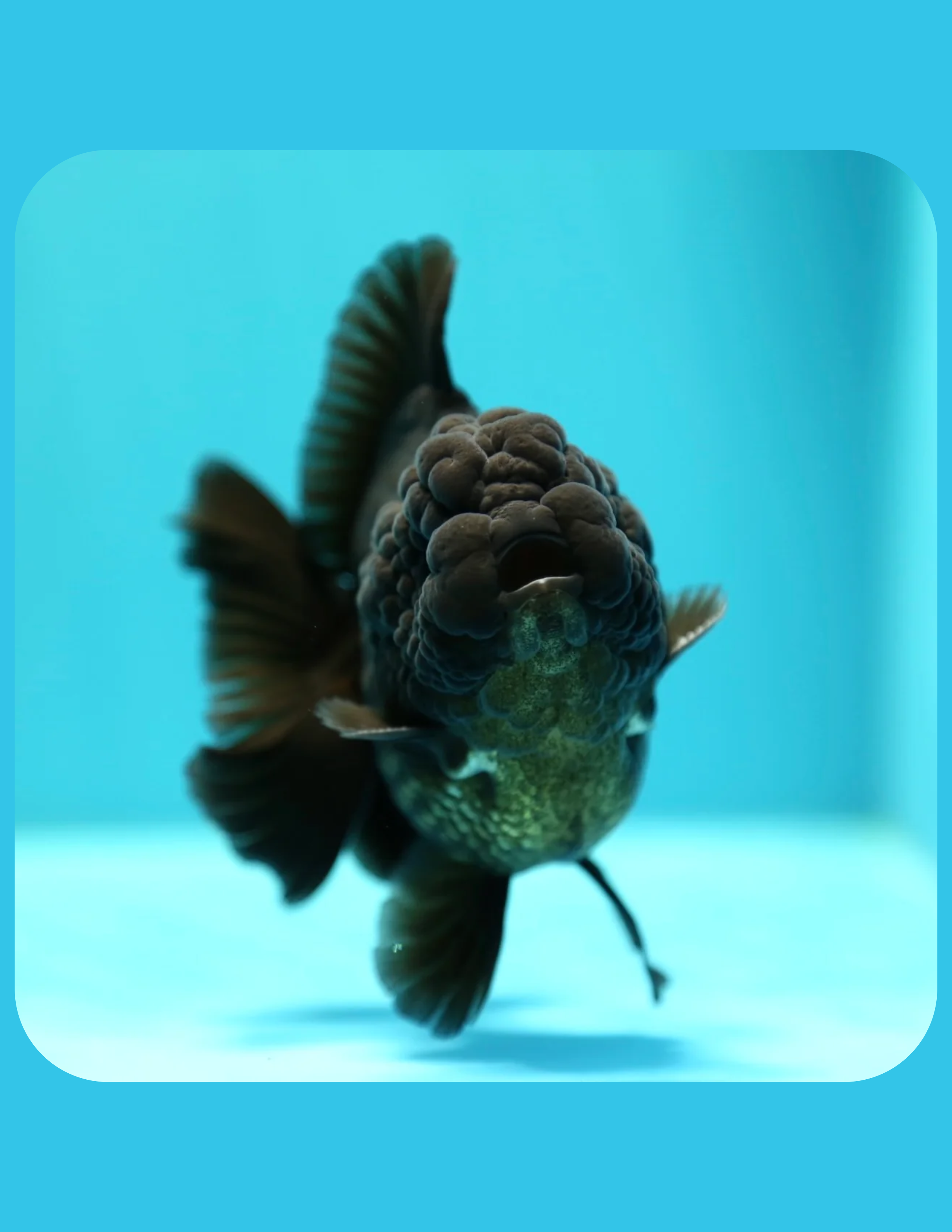 Black Oranda Goldfish Online Shop