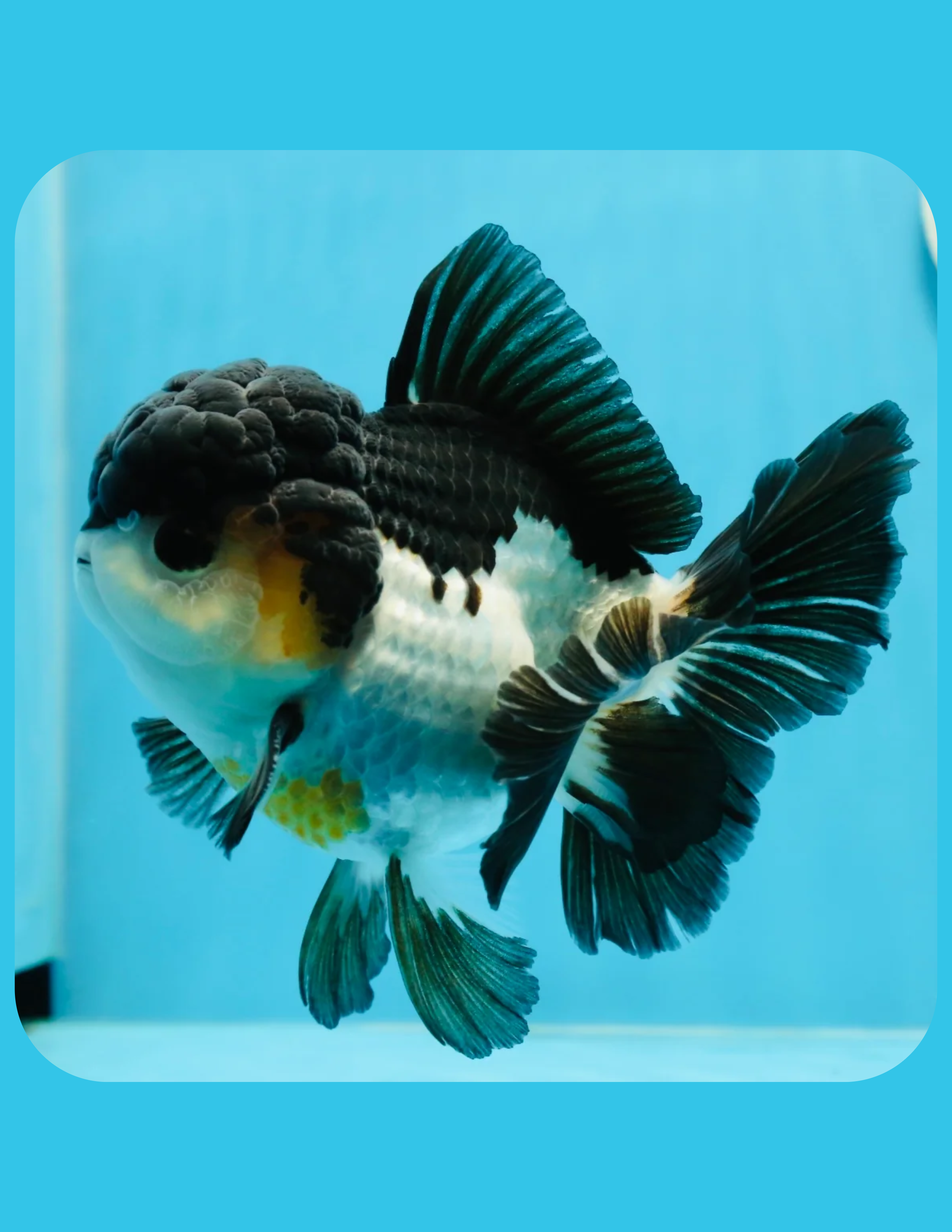 Panda Goldfish Online Shop
