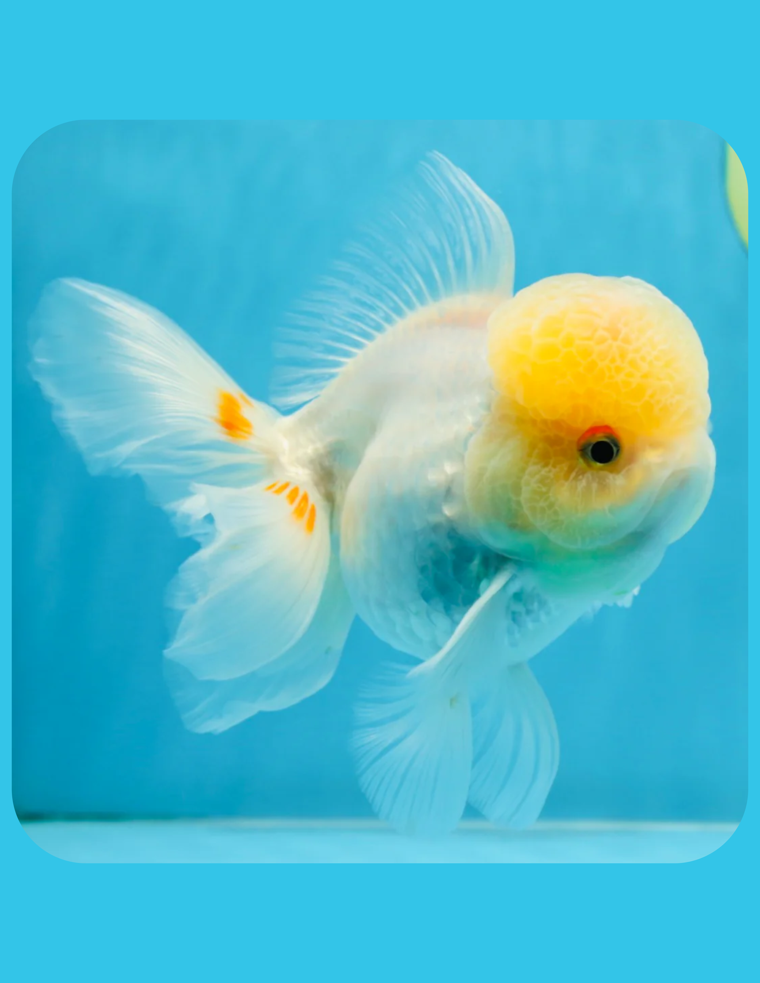 Lemon Head Goldfish Shop Online
