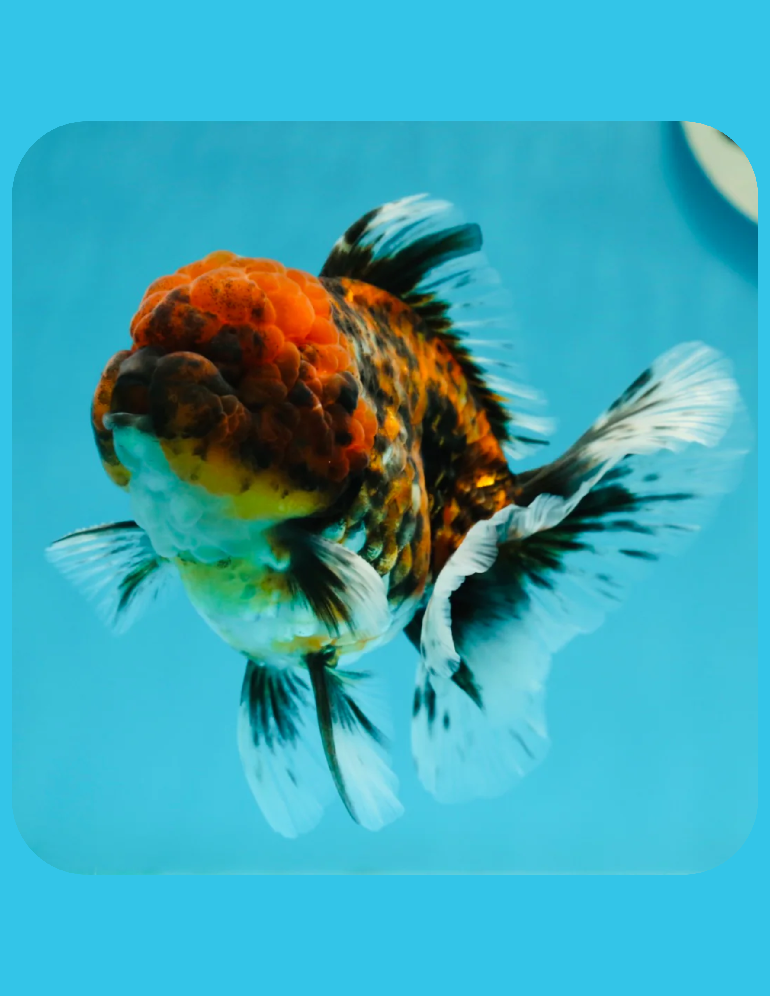 Calico Oranda Goldfish Online Shop