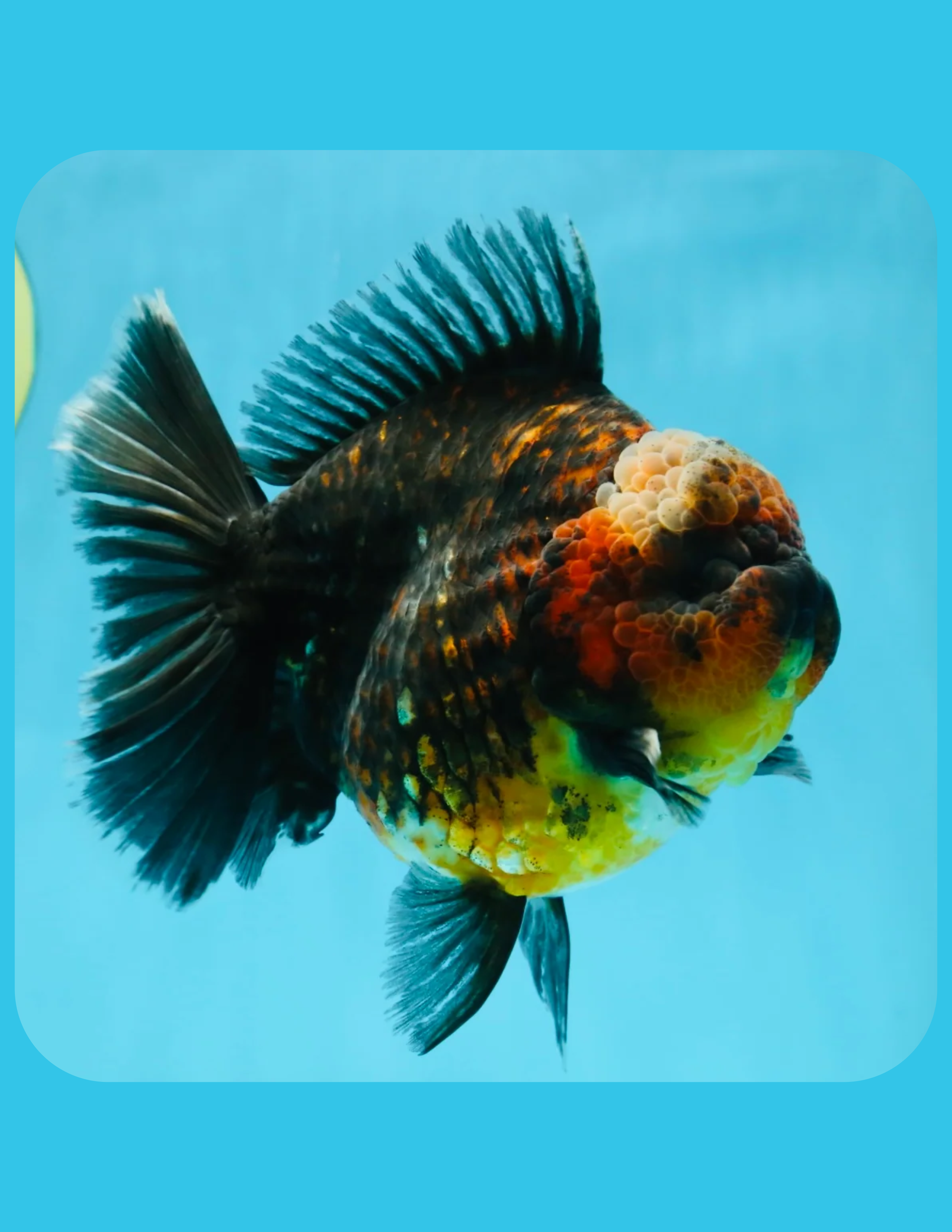 Kirin Oranda Goldfish Online Shop