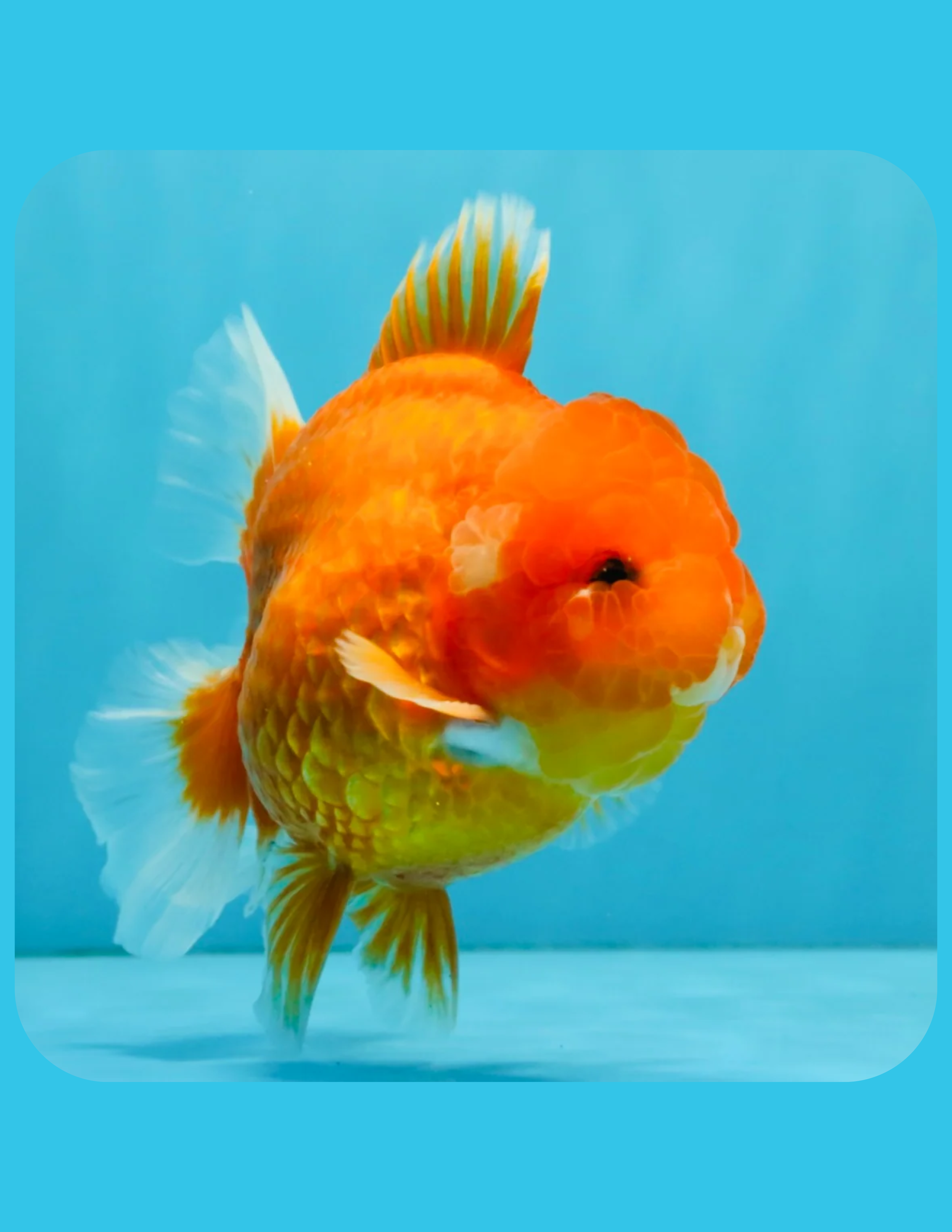 Red Oranda Goldfish Shop Online