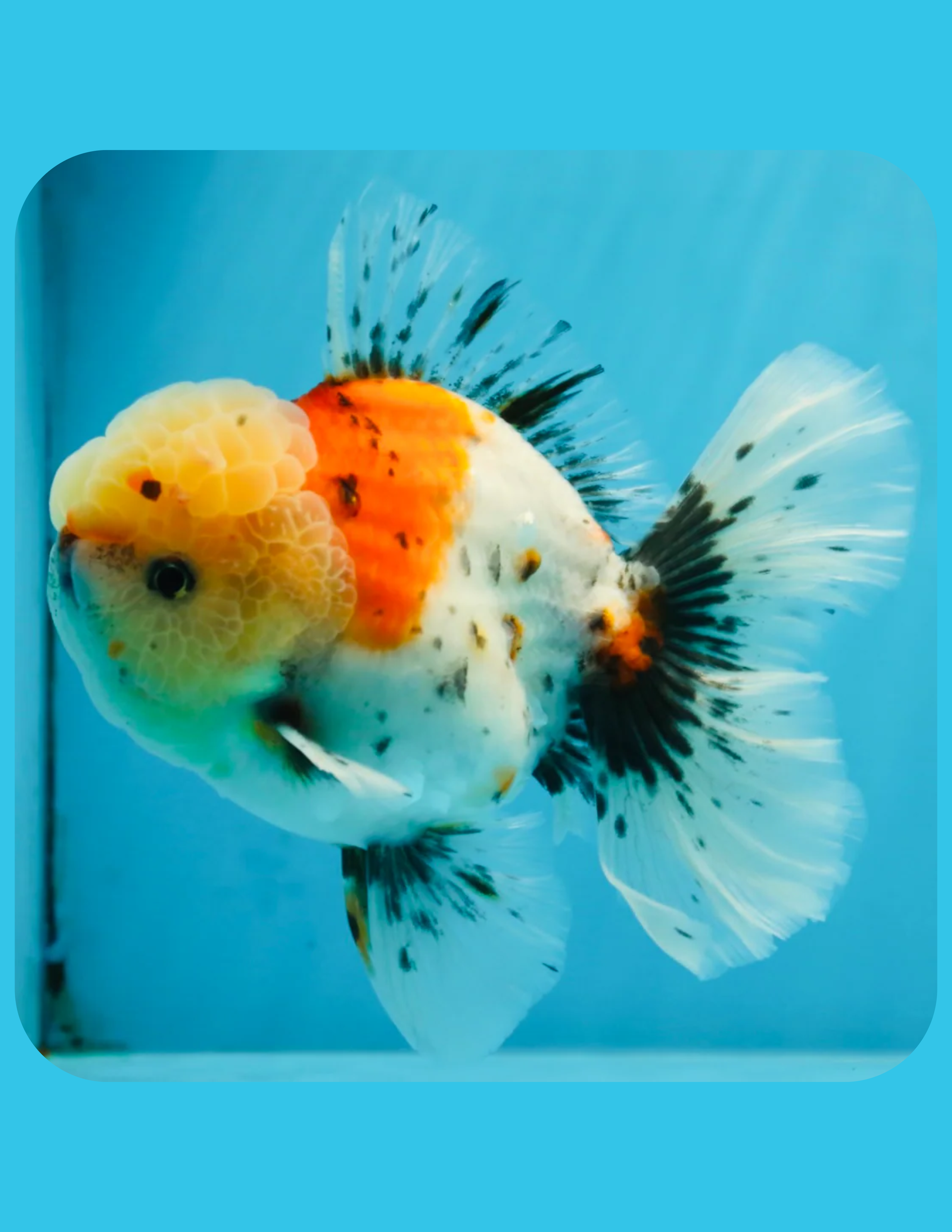 Sakura Oranda Goldfish Online Shop