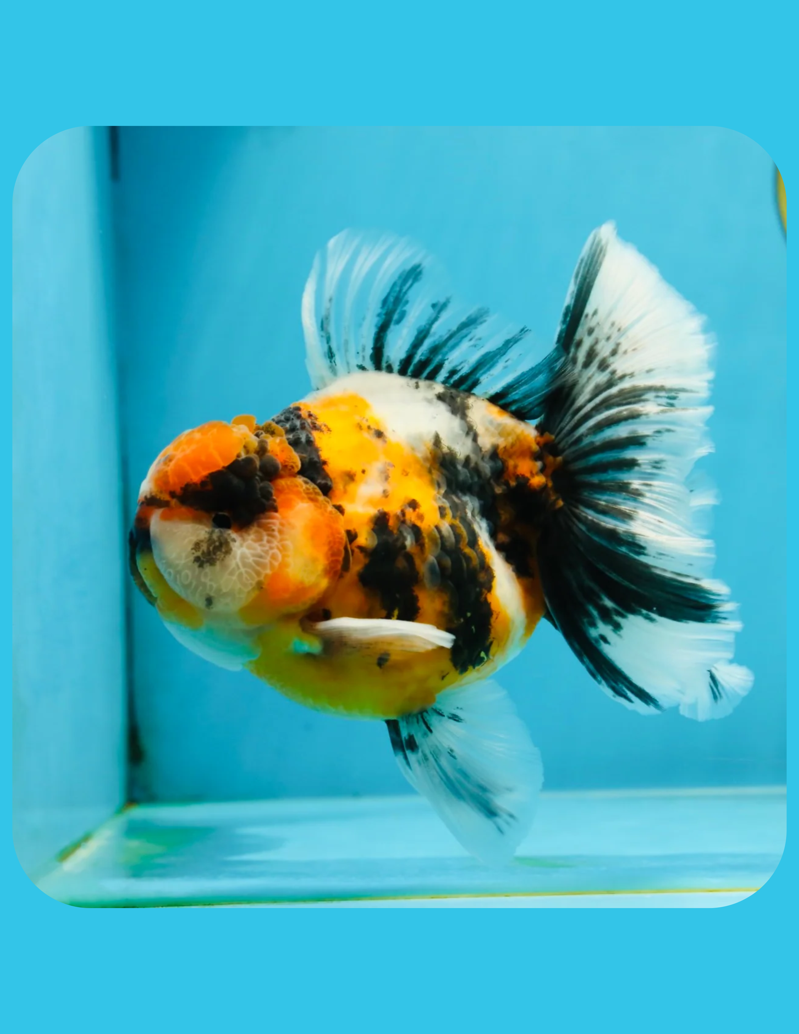 Tiger Oranda Goldfish Online Shop