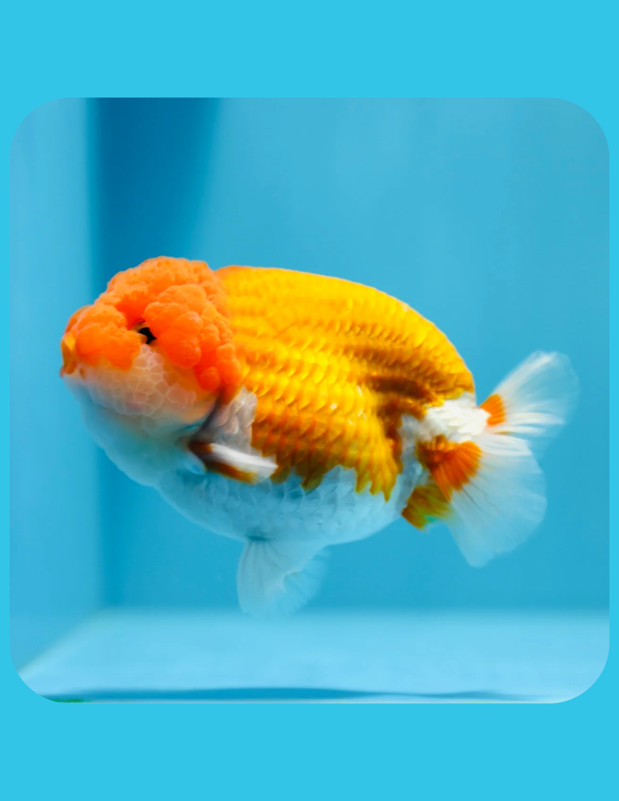 Ranchu Goldfish Shop Online