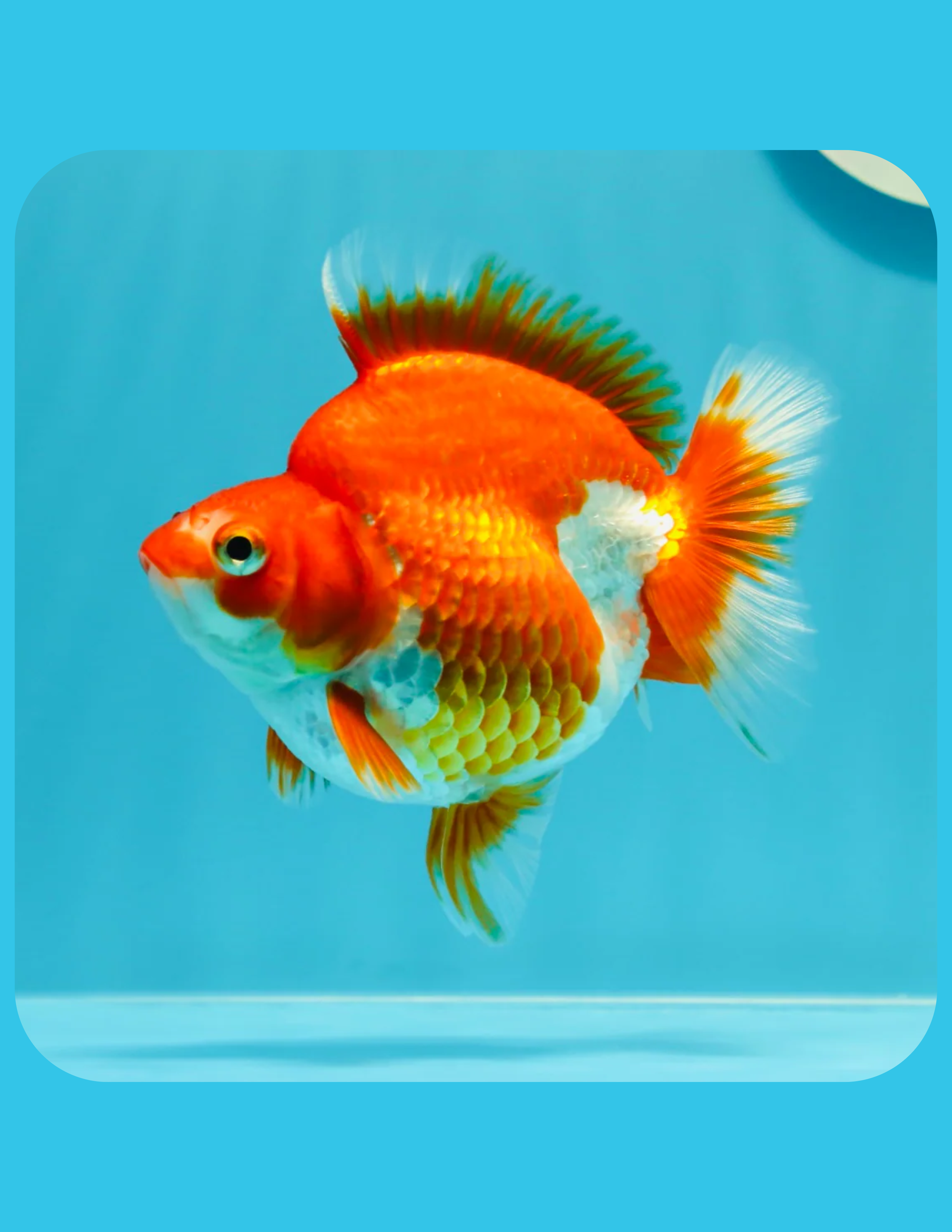 Ryukin Goldfish Online Shop