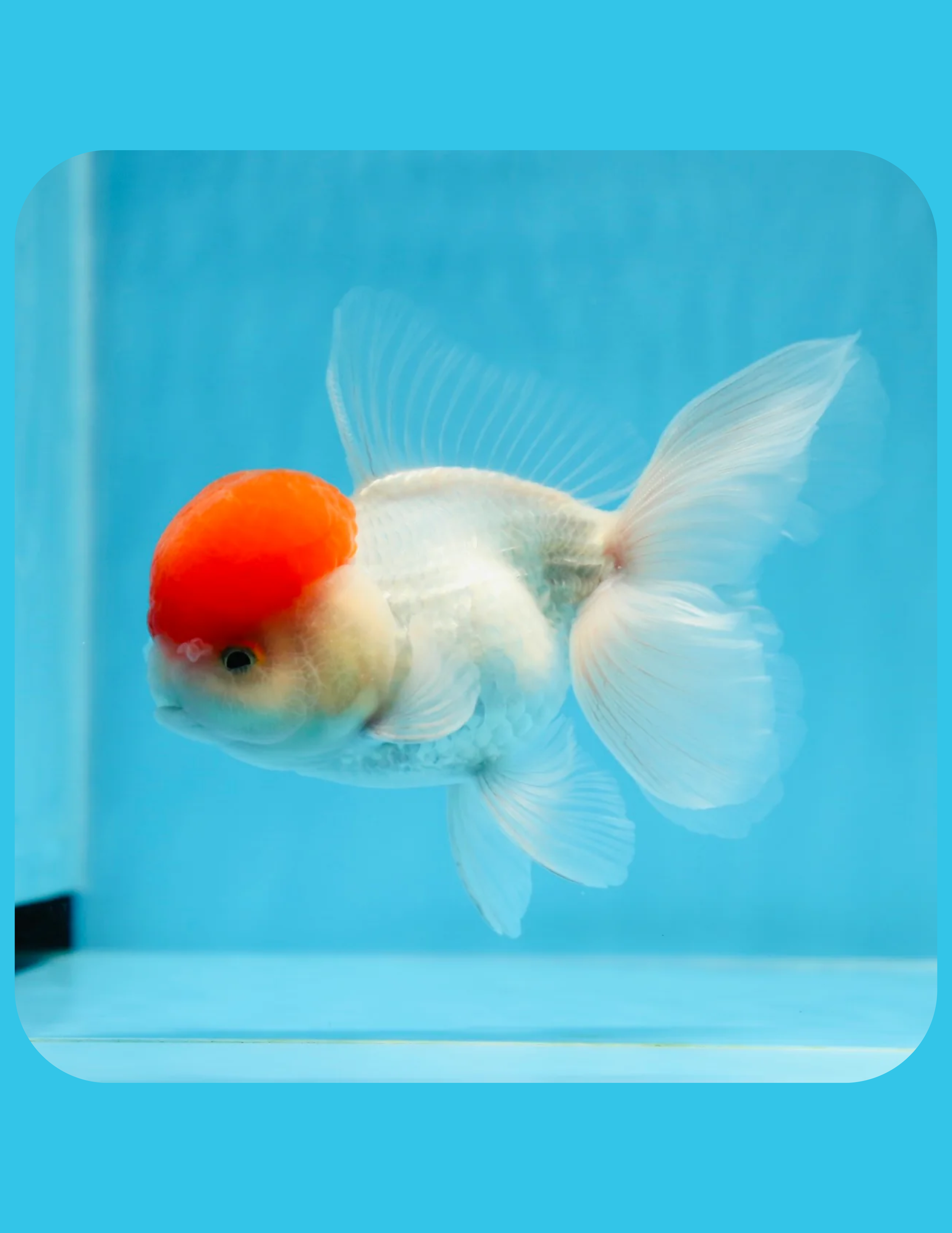 Red Cap Oranda Goldfish Online Shop
