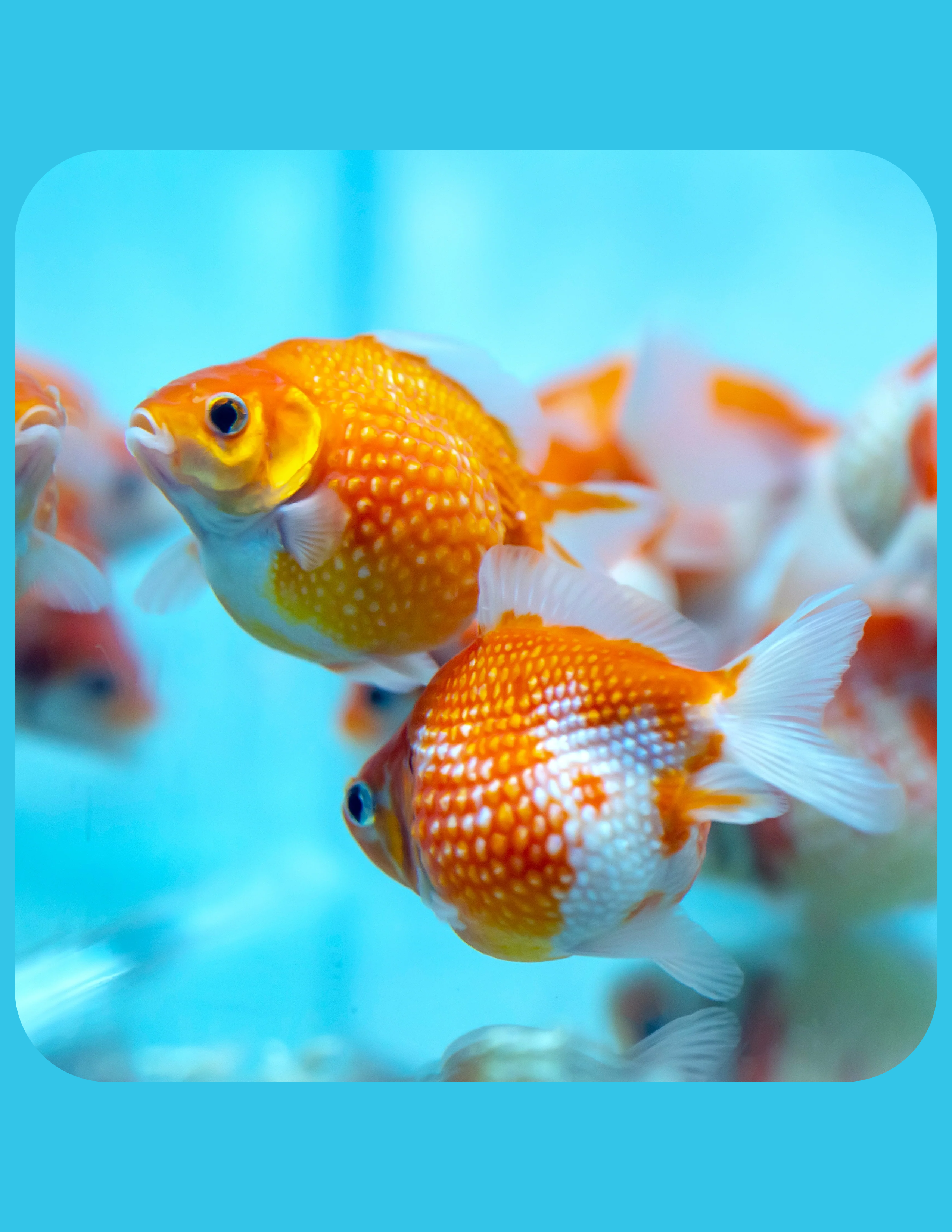 Pearlscale Goldfish Online Shop