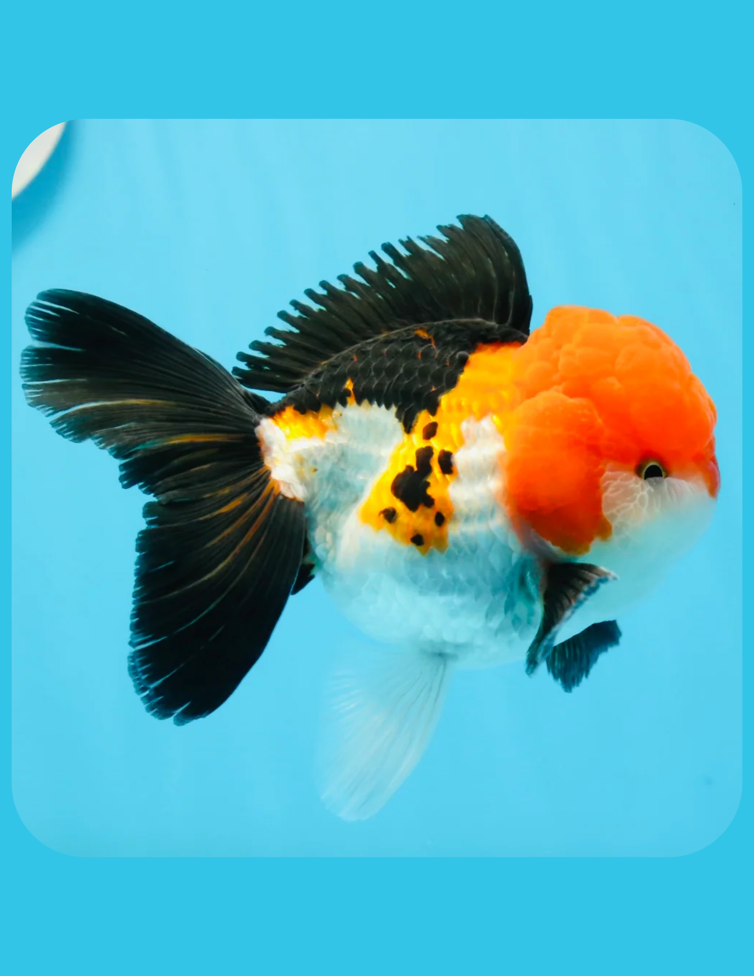 Tri Color Oranda Goldfish Online Shop