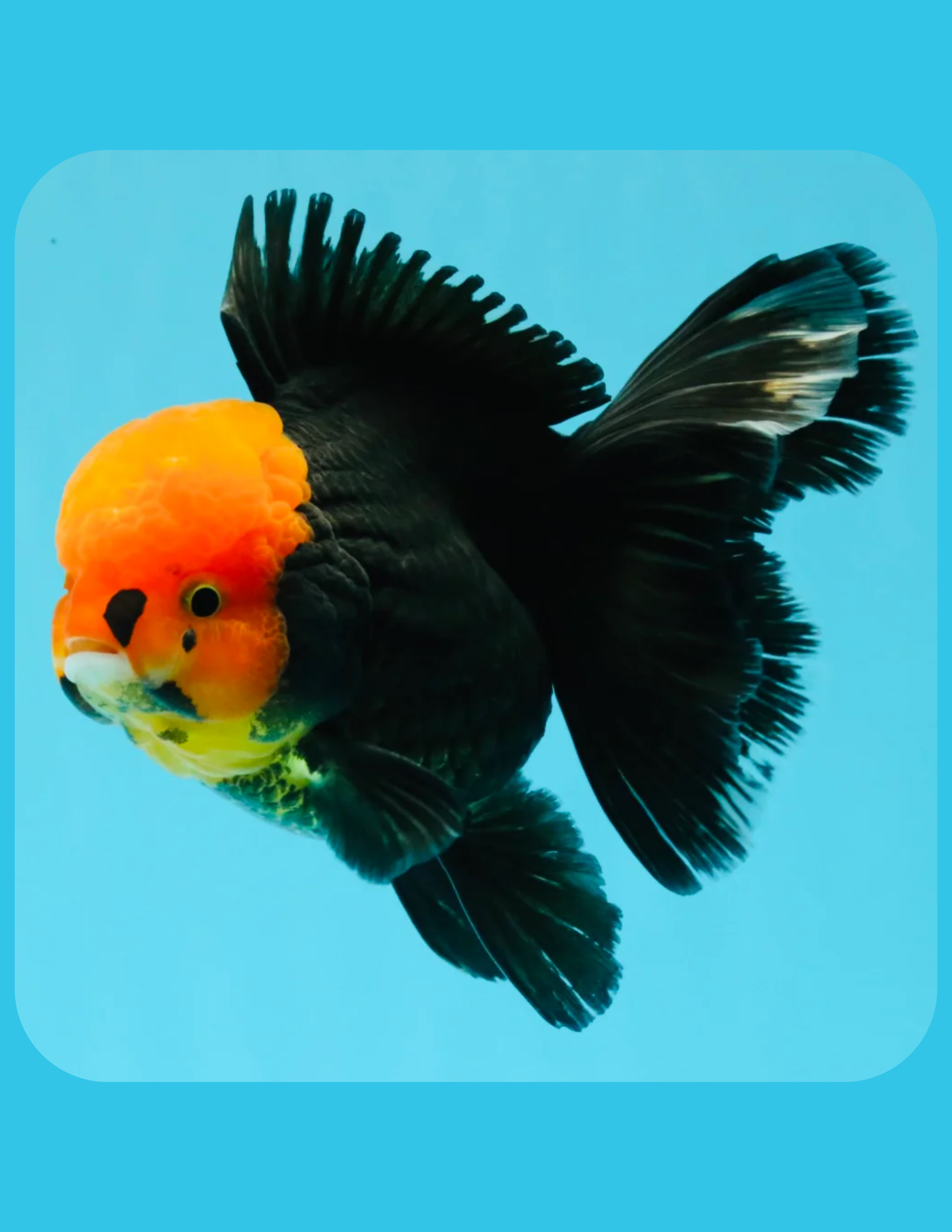 Apache Goldfish Online Shop
