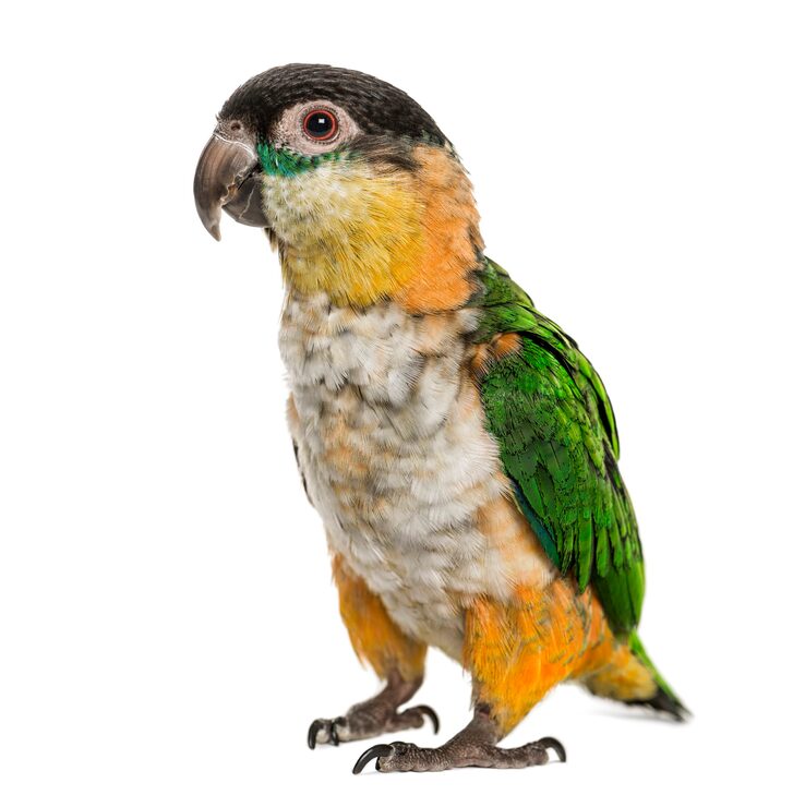 Birds Online Shopping