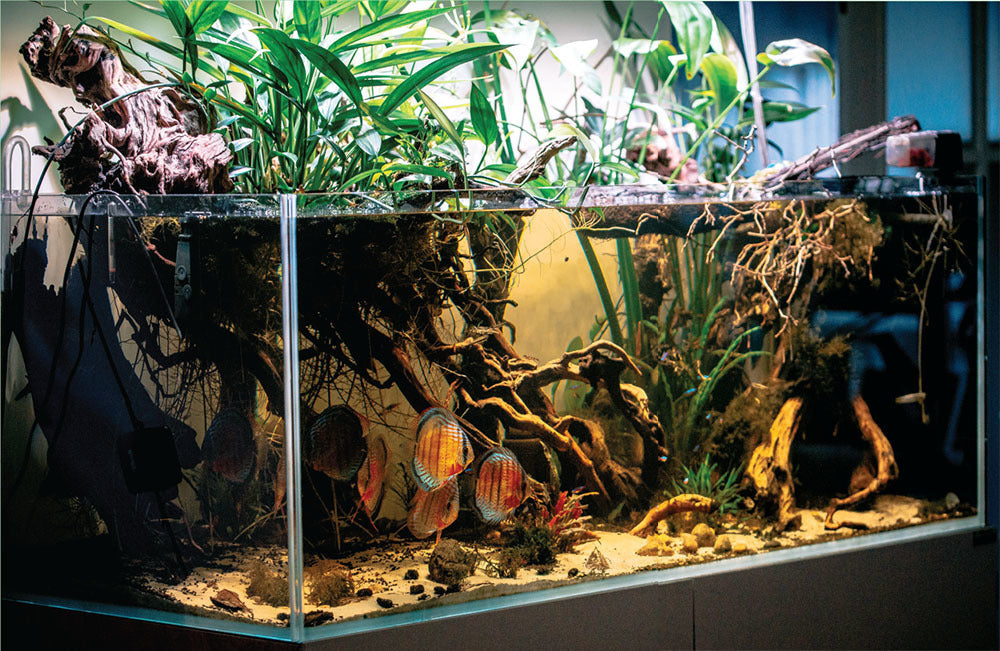 Buy Live Fish Online