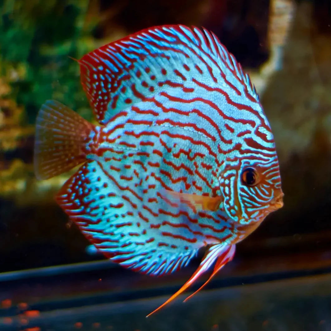 1 Pair ₹5999 Blue Turquoise Discus Fish