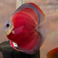 1 Pair ₹6599 Blue Rim Red Cover Discus Fish