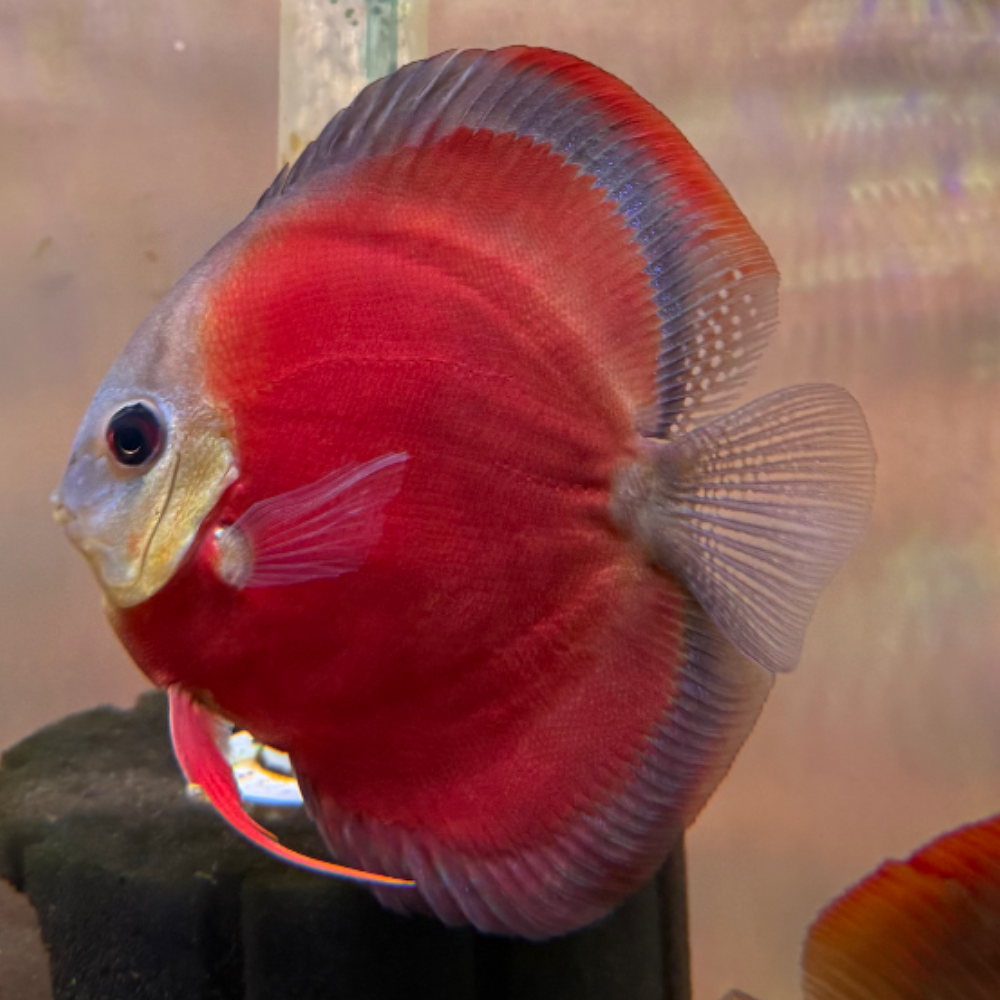 1 Pair ₹6599 Blue Rim Red Cover Discus Fish