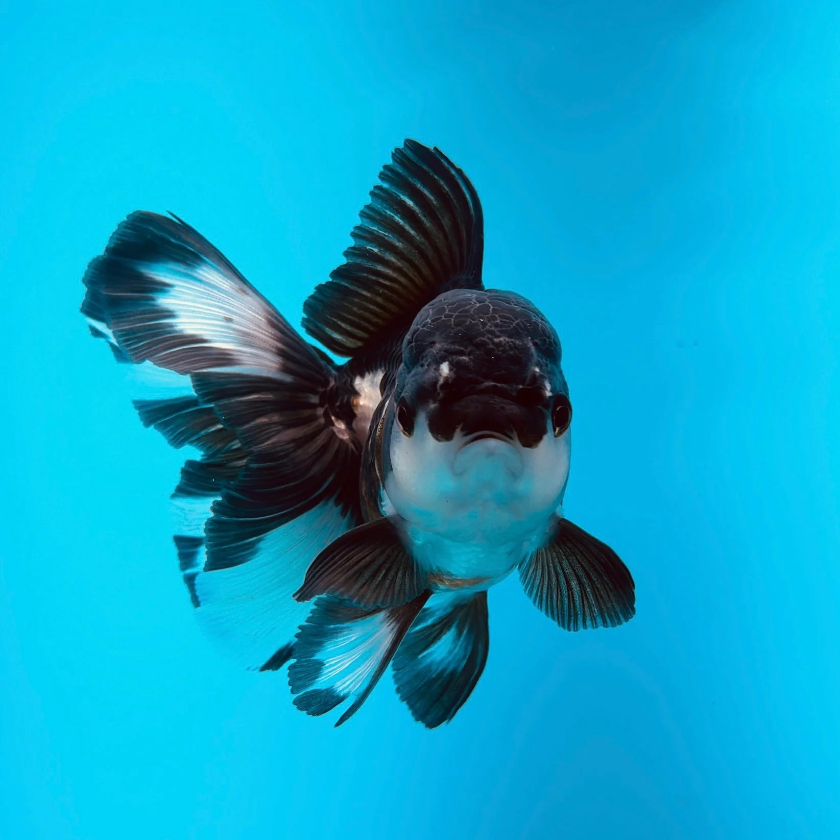  Panda Oranda Goldfish Online Shop